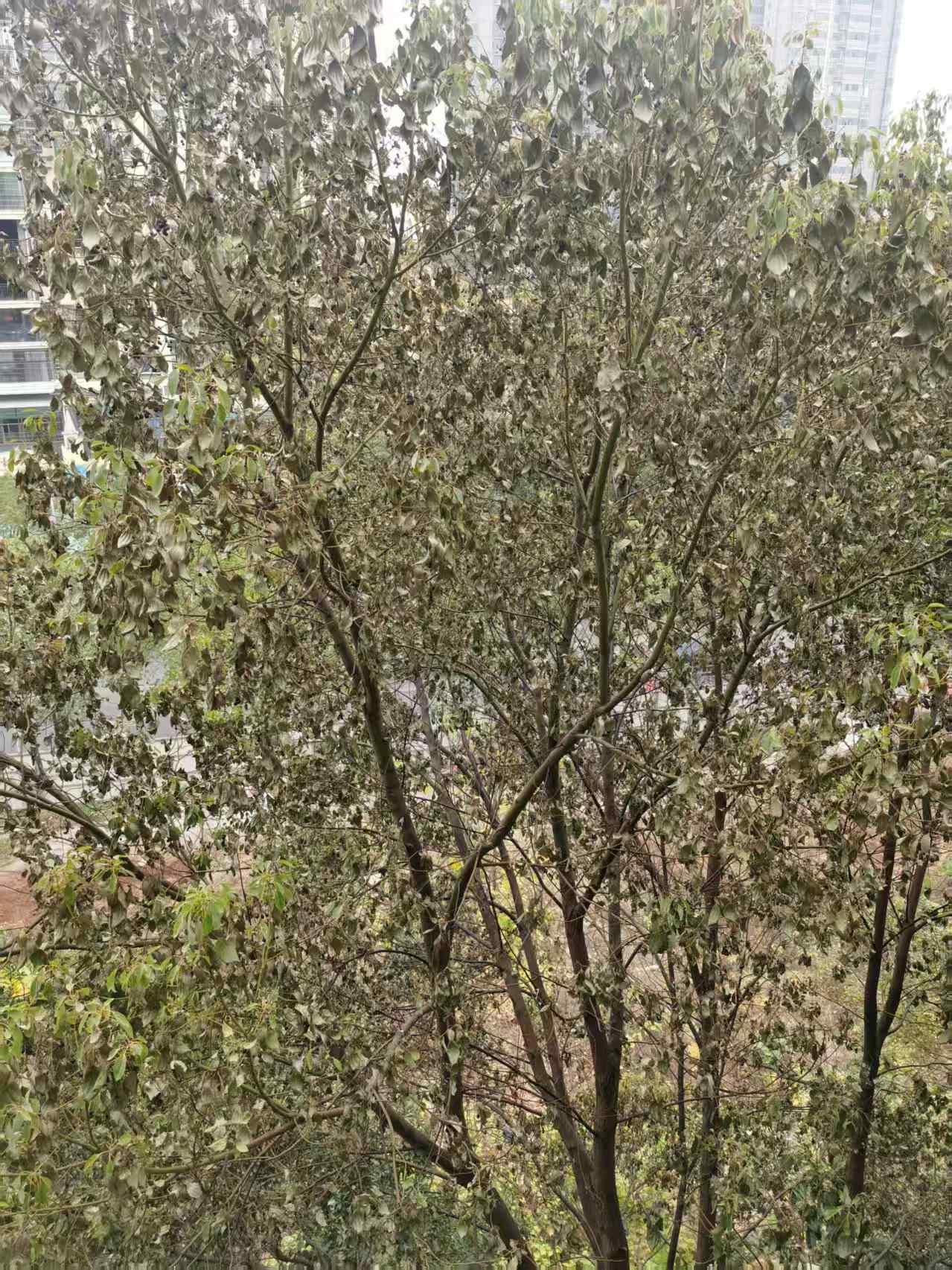 我市樟树界流行一种怪病，请博士研究。
近五年，我市死了很多大樟树。我隔壁小区大概