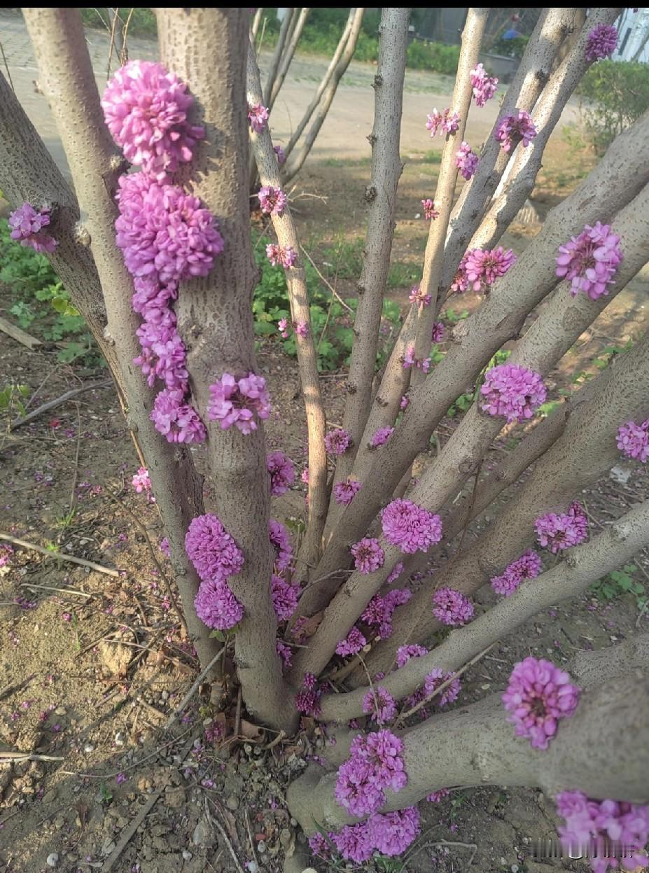 这个是什么树？光开花没有叶子。