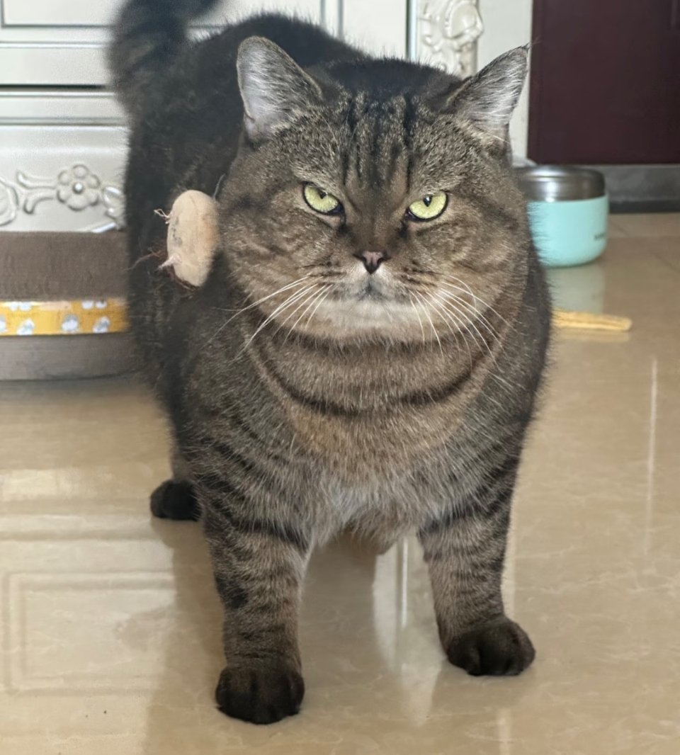 赶紧放饭！！！喵喵喵 