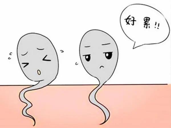 精子活力差是怎么回事？
最主要的是肾主生殖。肾精足精子就充足，肾精亏虚，精子就少