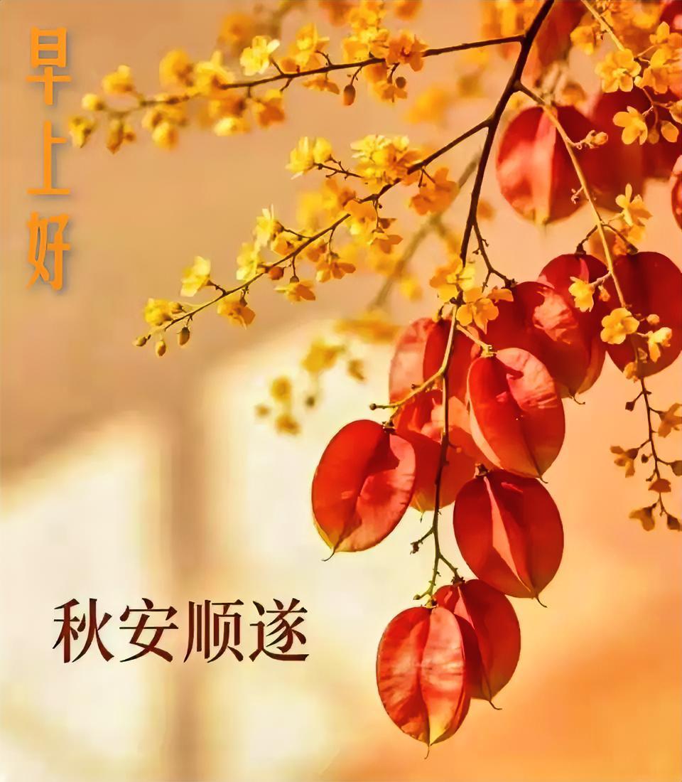 秋意漫过枝头，红果垂满枝桠，暖黄小花随风轻晃。早安！愿你在这个秋日，揽获满溢的好