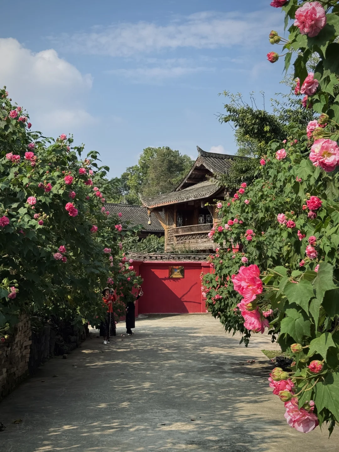明蜀王陵芙蓉花悄悄开放！！被美到失语。。。