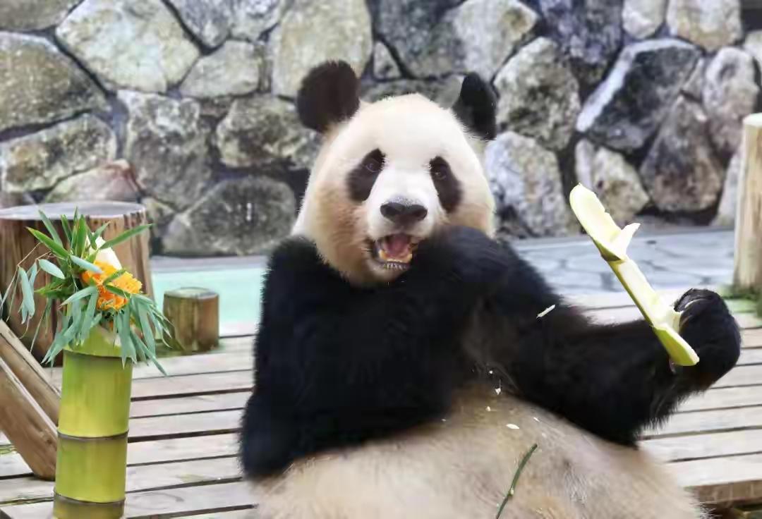 荒谬至极的“熊猫抗日”阴谋论
 
近期旅日熊猫归国，日本网络上右翼分子又整出逆天