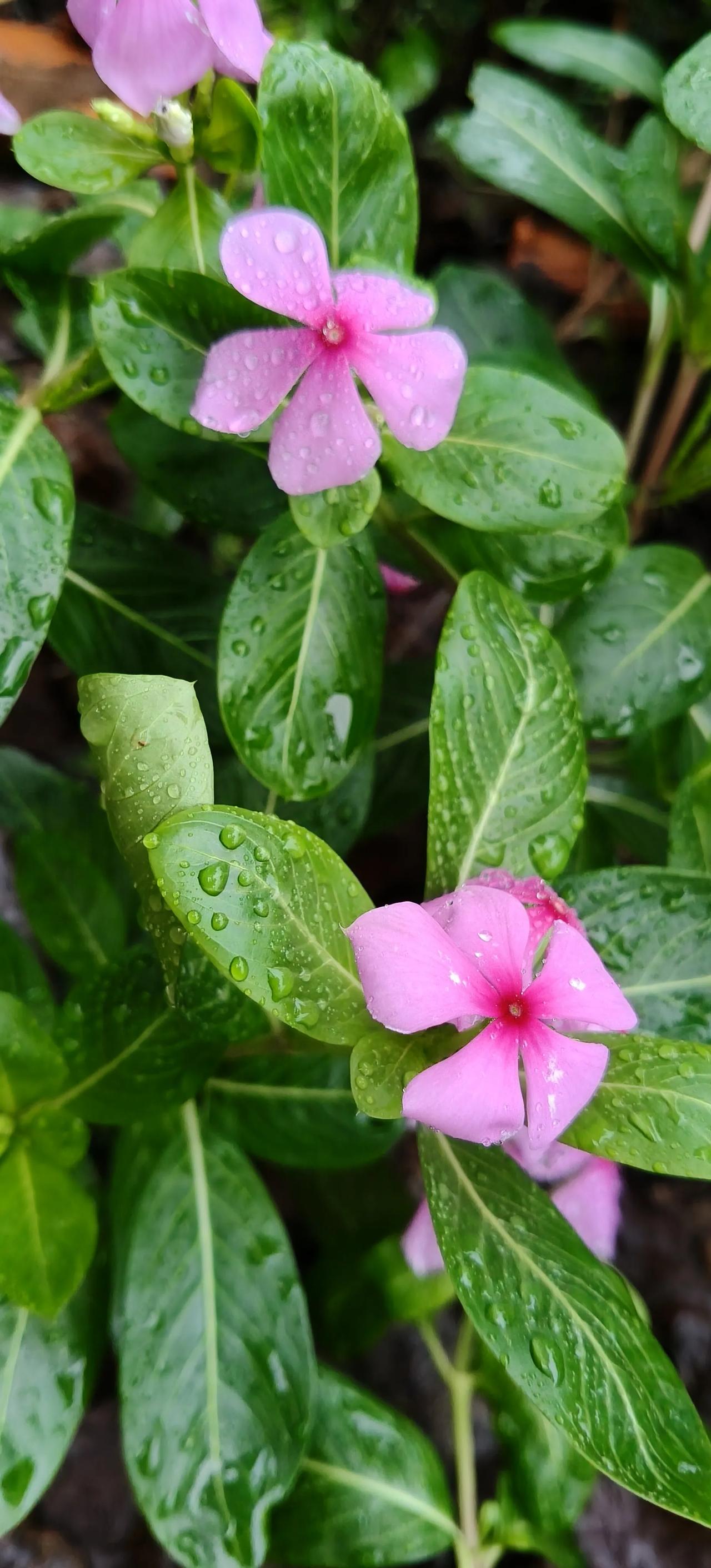 雨后的花更较艳，清新淡雅小美花欣赏吧