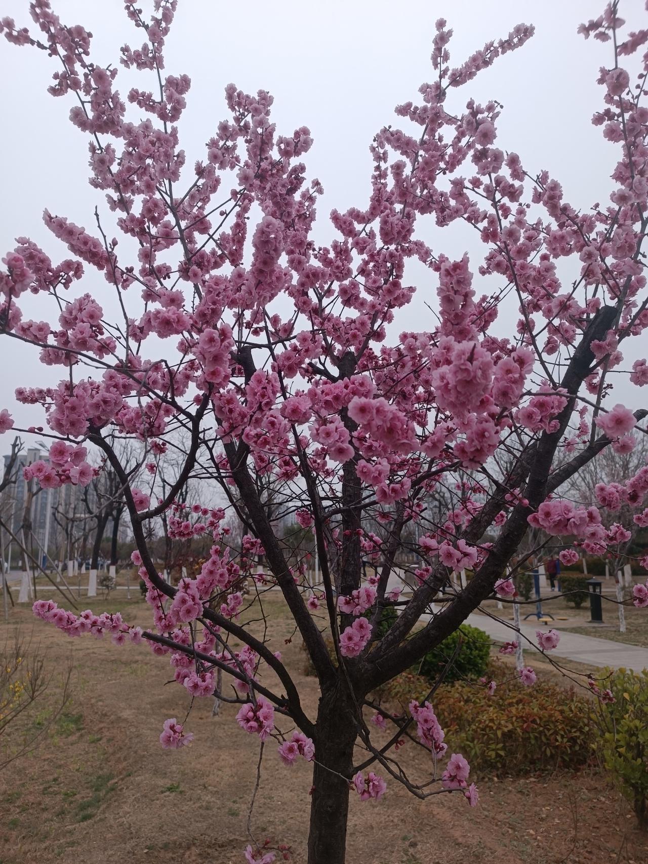 今日份春景送达✨
 
风把春的信笺，吹落在每一朵花上。
粉樱缀满枝桠，连翘晕染出