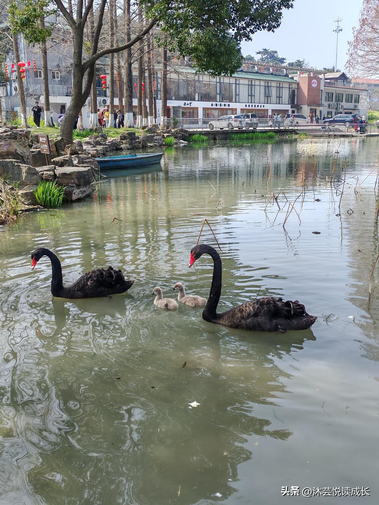真的被白马公园这一幕治愈了
 
今天去白马公园散步，一眼就看到黑天鹅带着宝宝在水
