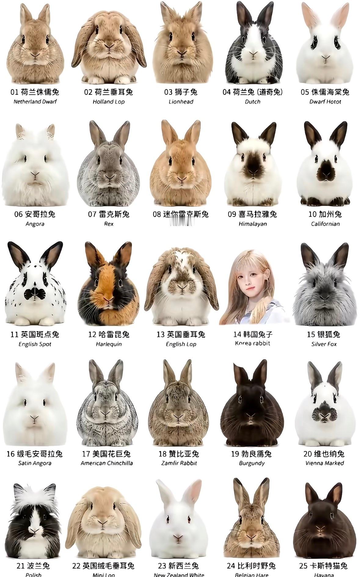 买只兔 有无推荐 