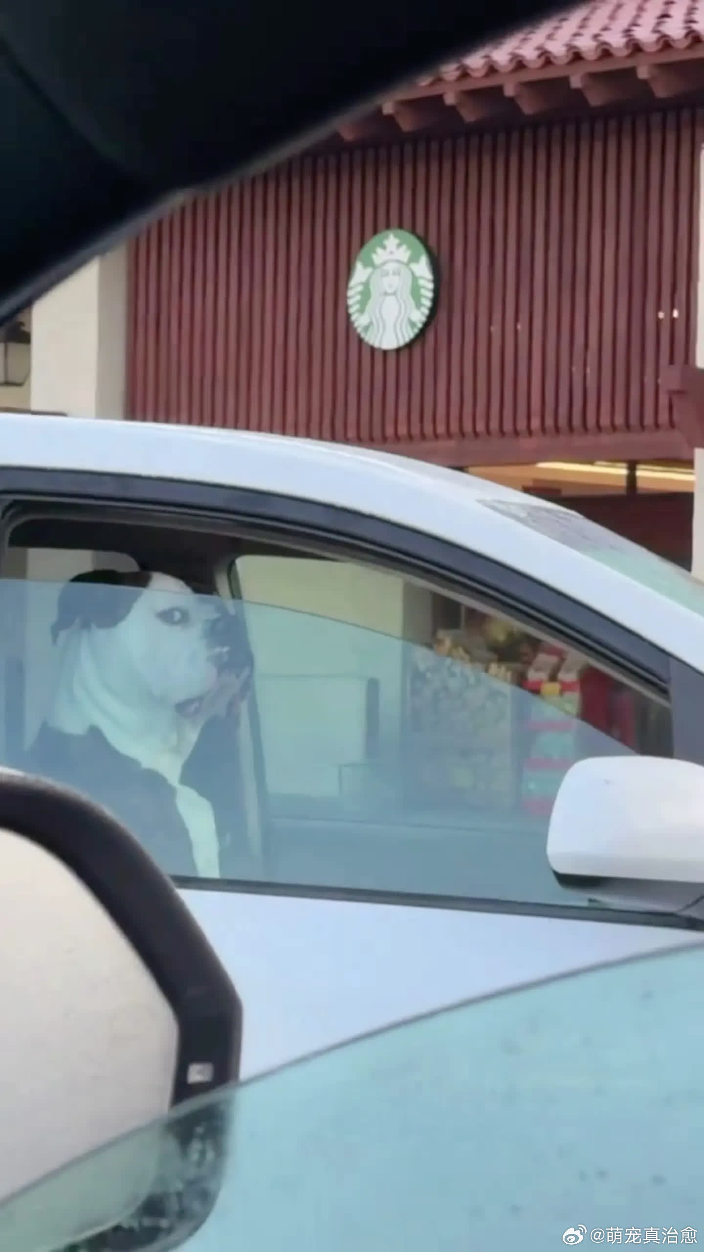 这眼神对吗萌宠宠物