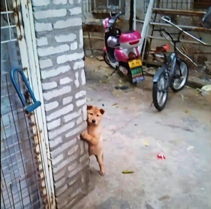 原来它当时只是在向我求 救 ​​​