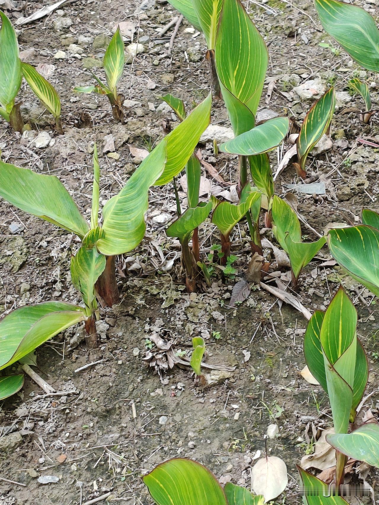 春日生活打卡季美人蕉多么好听的名字！可它刚出土时就是这个样子！