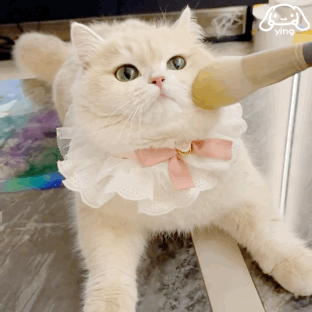 小猫扑脸 