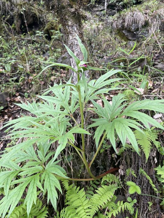 这是野生芍药花吗？