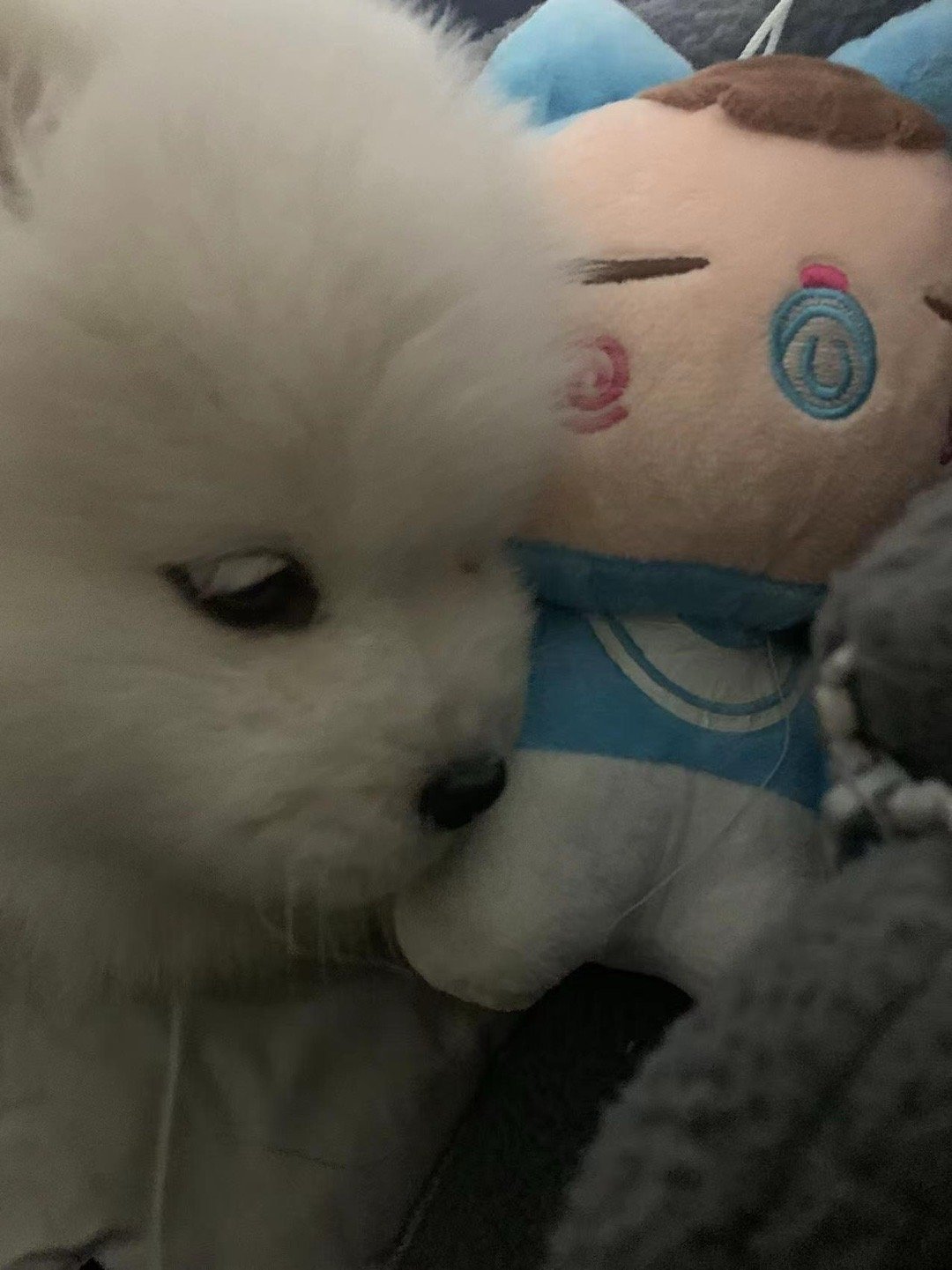 抱着玩具睡觉的萨摩耶宝宝，晚安耶 ​​​