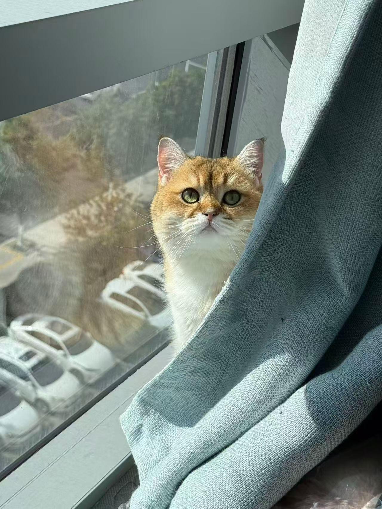 随手拍张照这个小家伙，把沙发啃烂了，说它几句它就这样看着你，是委曲还是抗议？