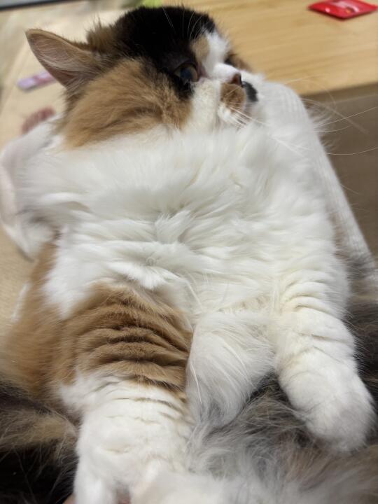 千层塔猫猫腿