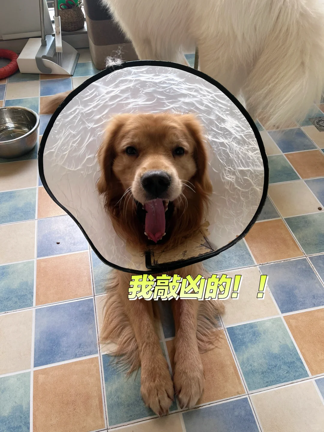 我敲凶的！！！