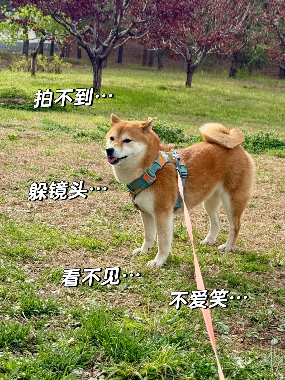 一拿手机它就转头躲着我