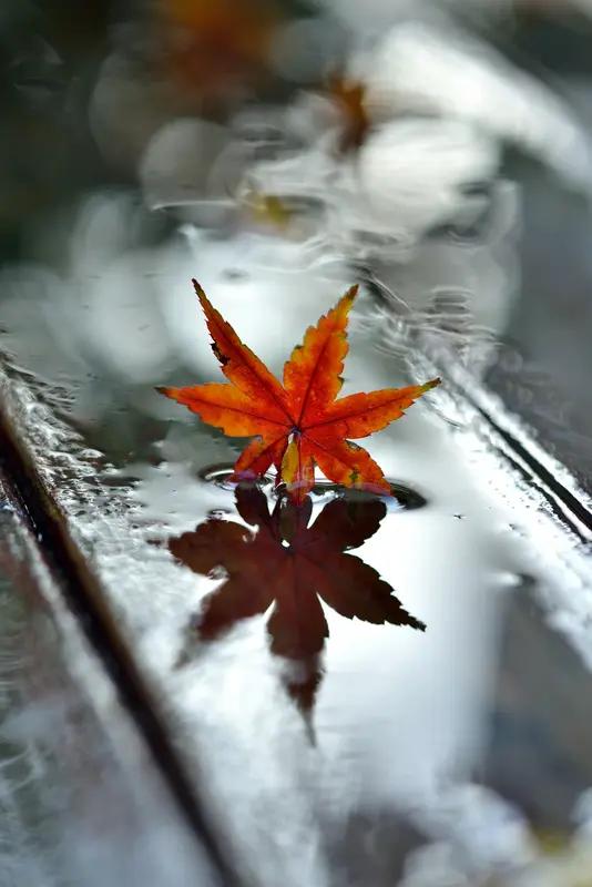 诚邀下联 看到“秋雨无情伤叶落”这个上联，真是一下子把人带进了那股萧瑟秋意里。这