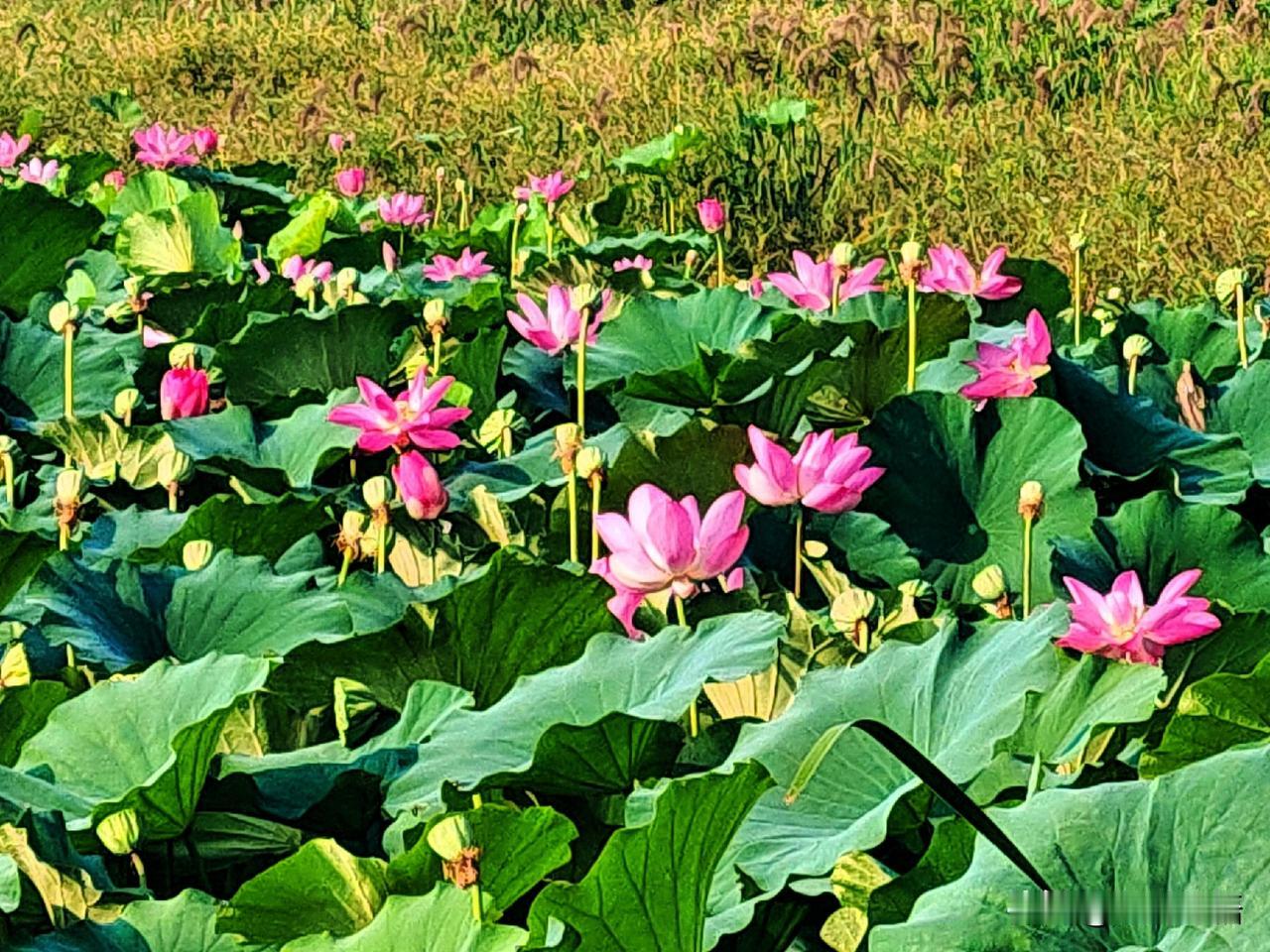 一塘荷色，半盏清风，静享夏日余韵