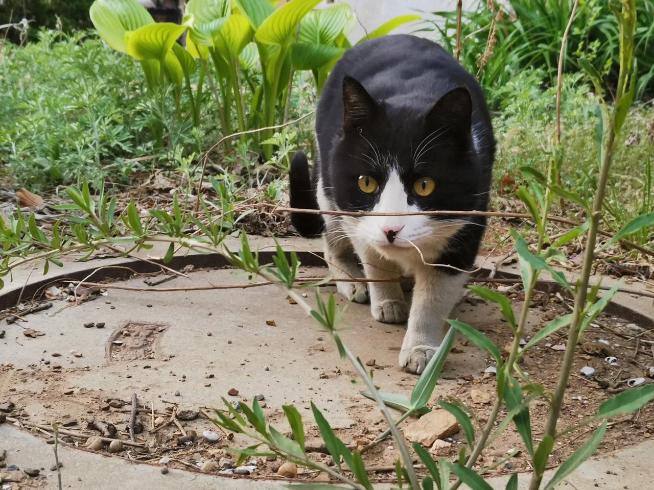 流浪猫牛牛我喂它已经四年了，可是这个小没良心的只要别人对它好一点它就不理我了。
