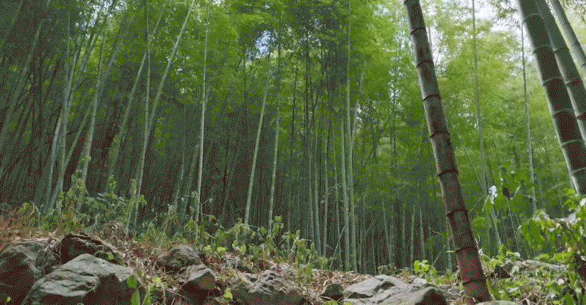 终于等到白鹿骑马正片了旷野无边，白马疾驰，叶璃挣脱世俗与内心的枷锁，勇敢奔赴所爱