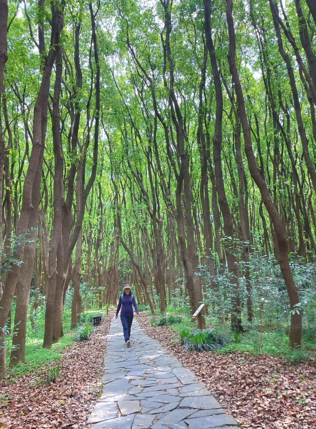 打卡同里国家湿地公园