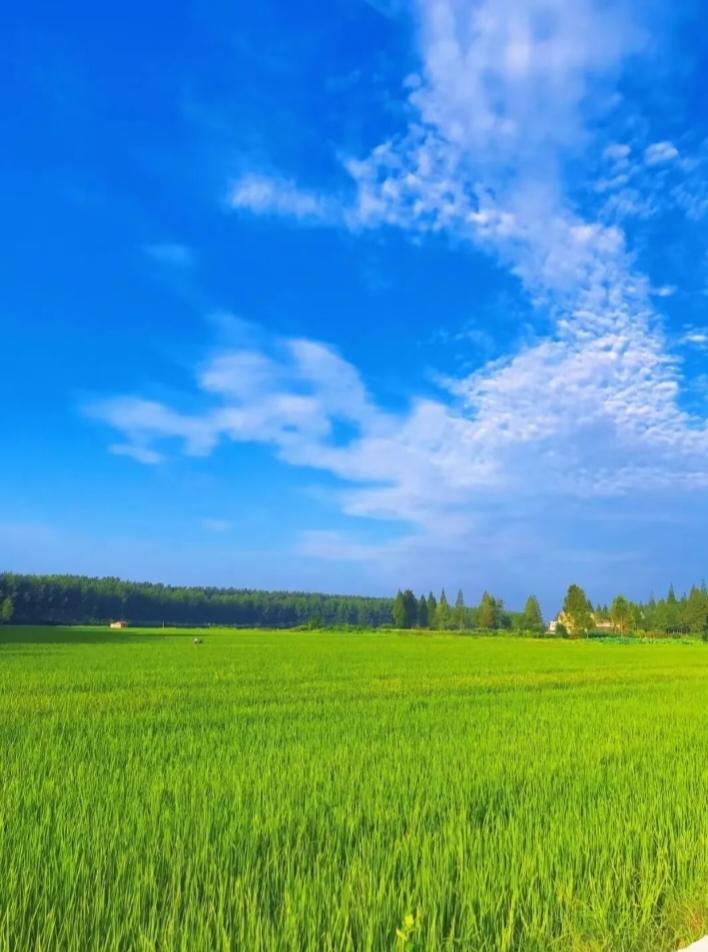 晒图笔记大赛晴空澄澈湛蓝，满目青绿绵延无际。一望无际的草坪铺向远方，清风拂过草木
