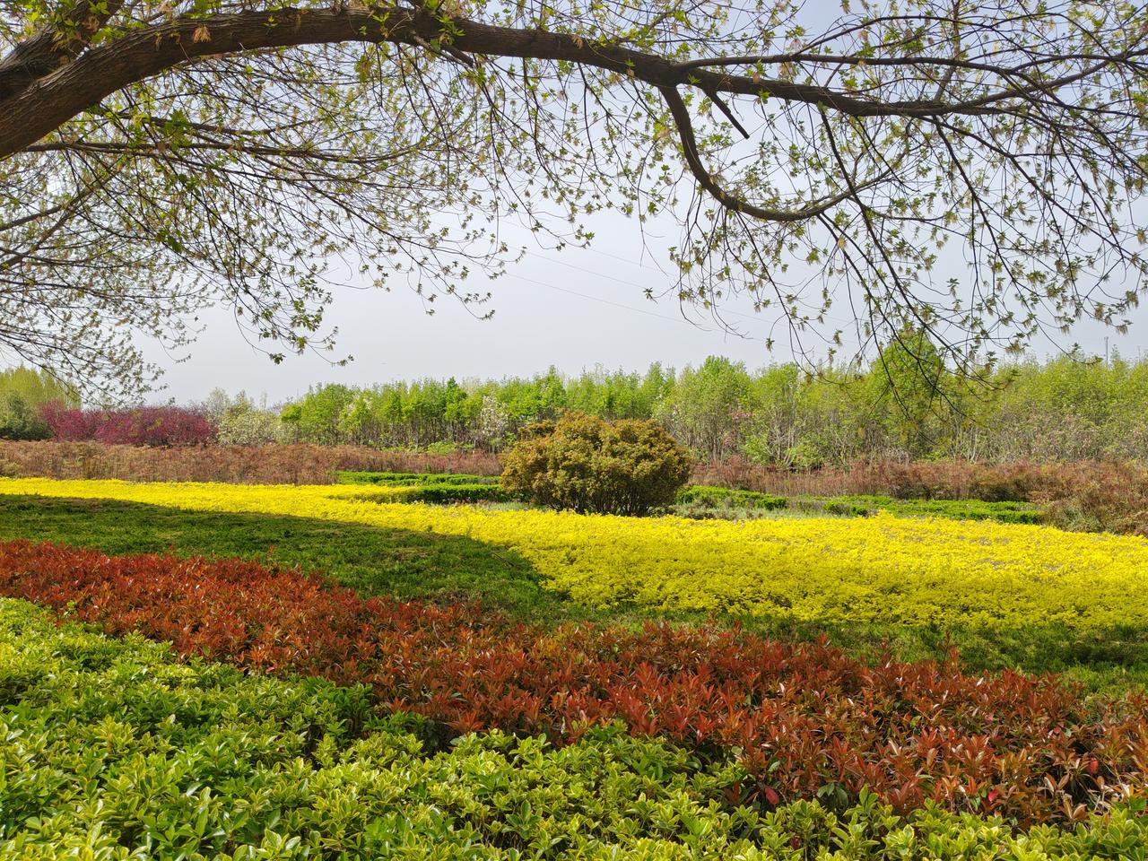 春日公园随感
 
每次逛这种城市公园，都忍不住感叹春天太治愈了！抬头是刚抽新芽的