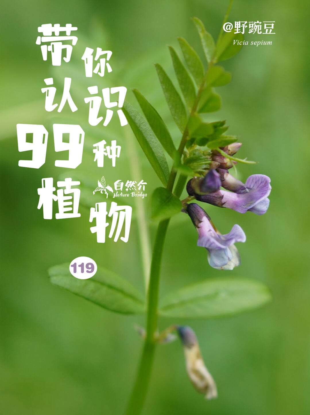 带你认识99种植物