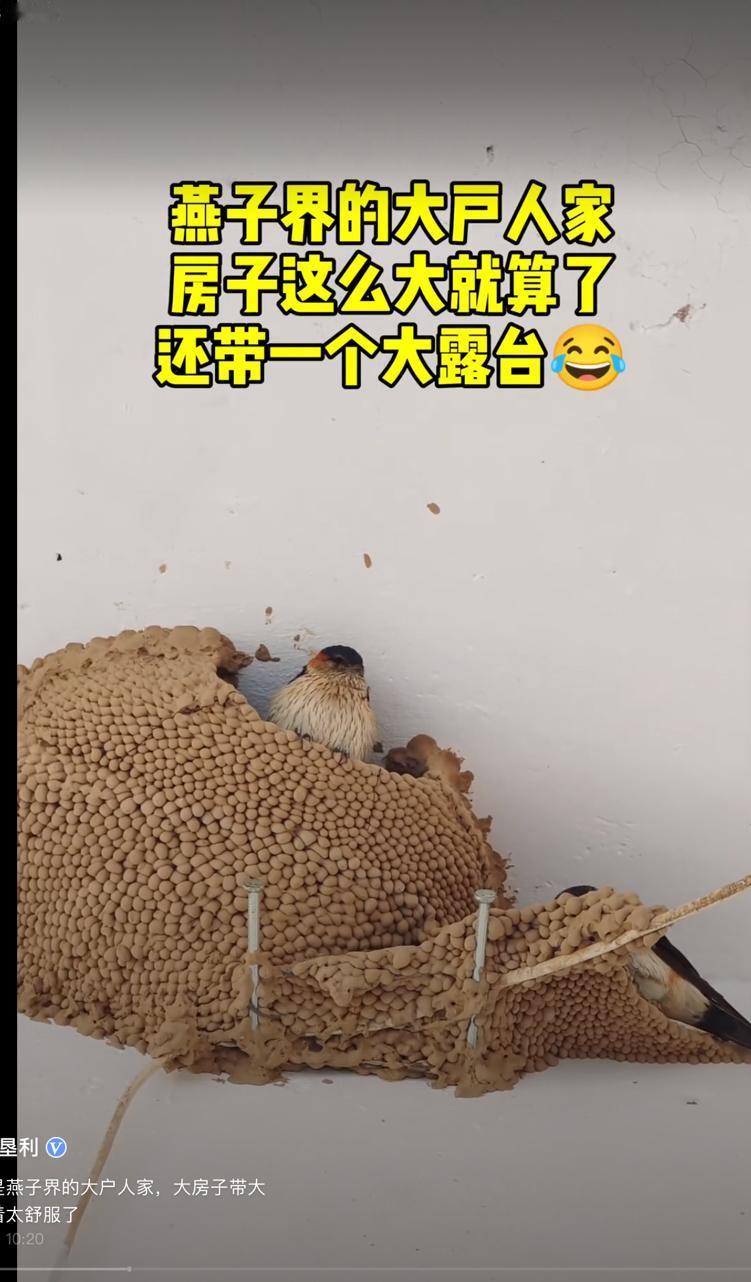 这家的燕子学过土木工程吧！这窝垒的太高级了！这在人类家庭都属于别墅。

网友说，