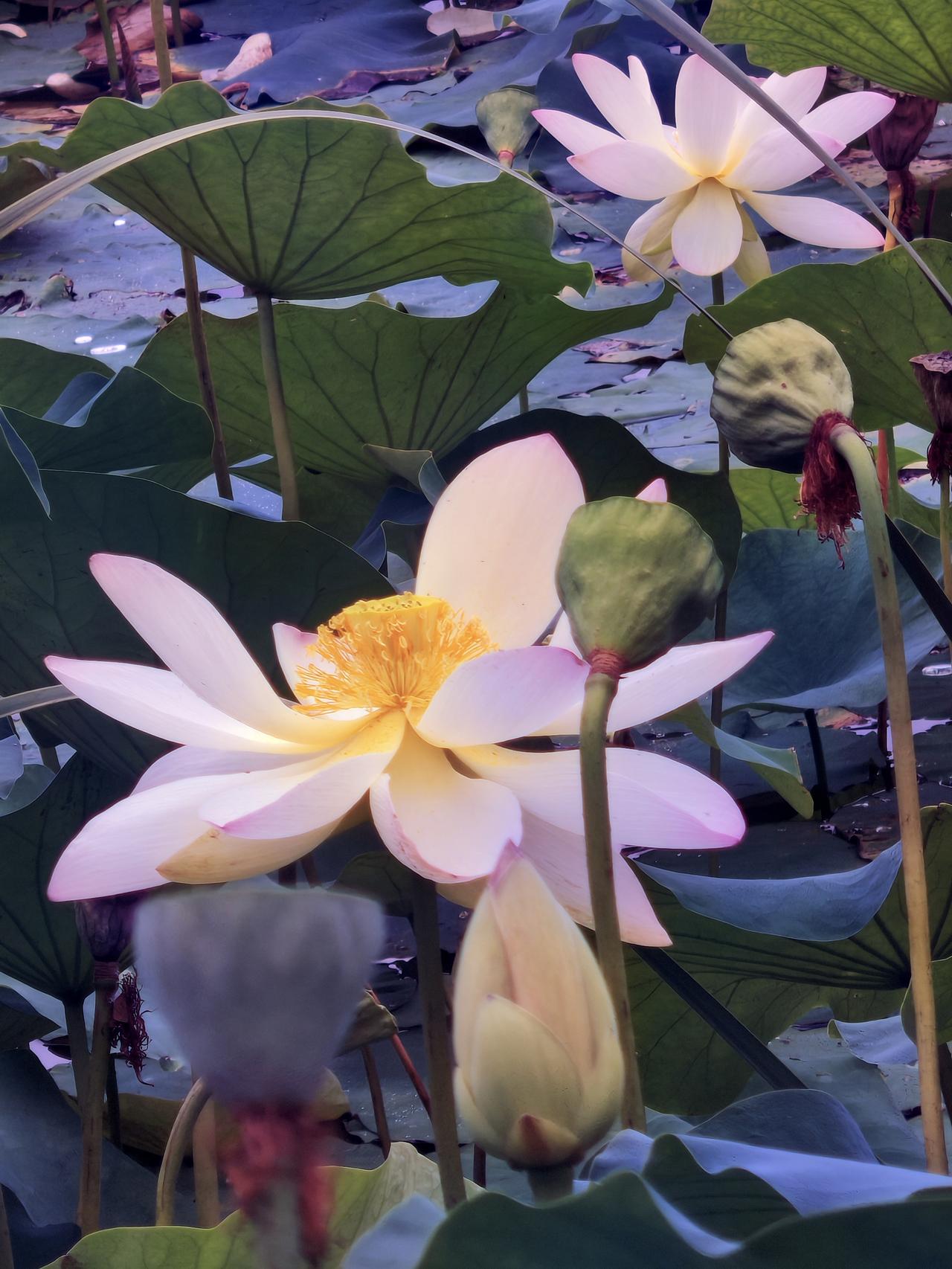莲花出淤泥而不染，濯清涟而不妖。