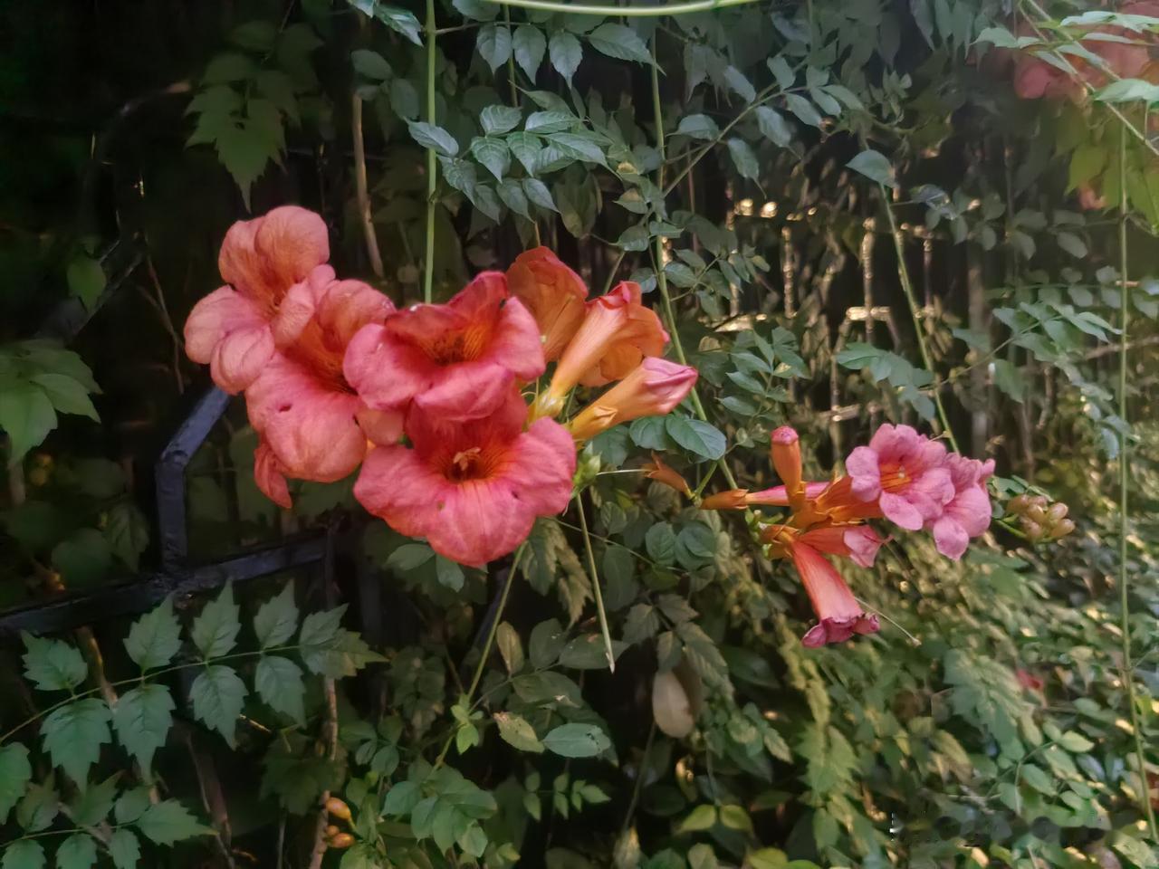 也许琳琳曾经晕车过，就像我回想起来，自己晕车经历也有过。呕吐啦头痛啦，都有过。