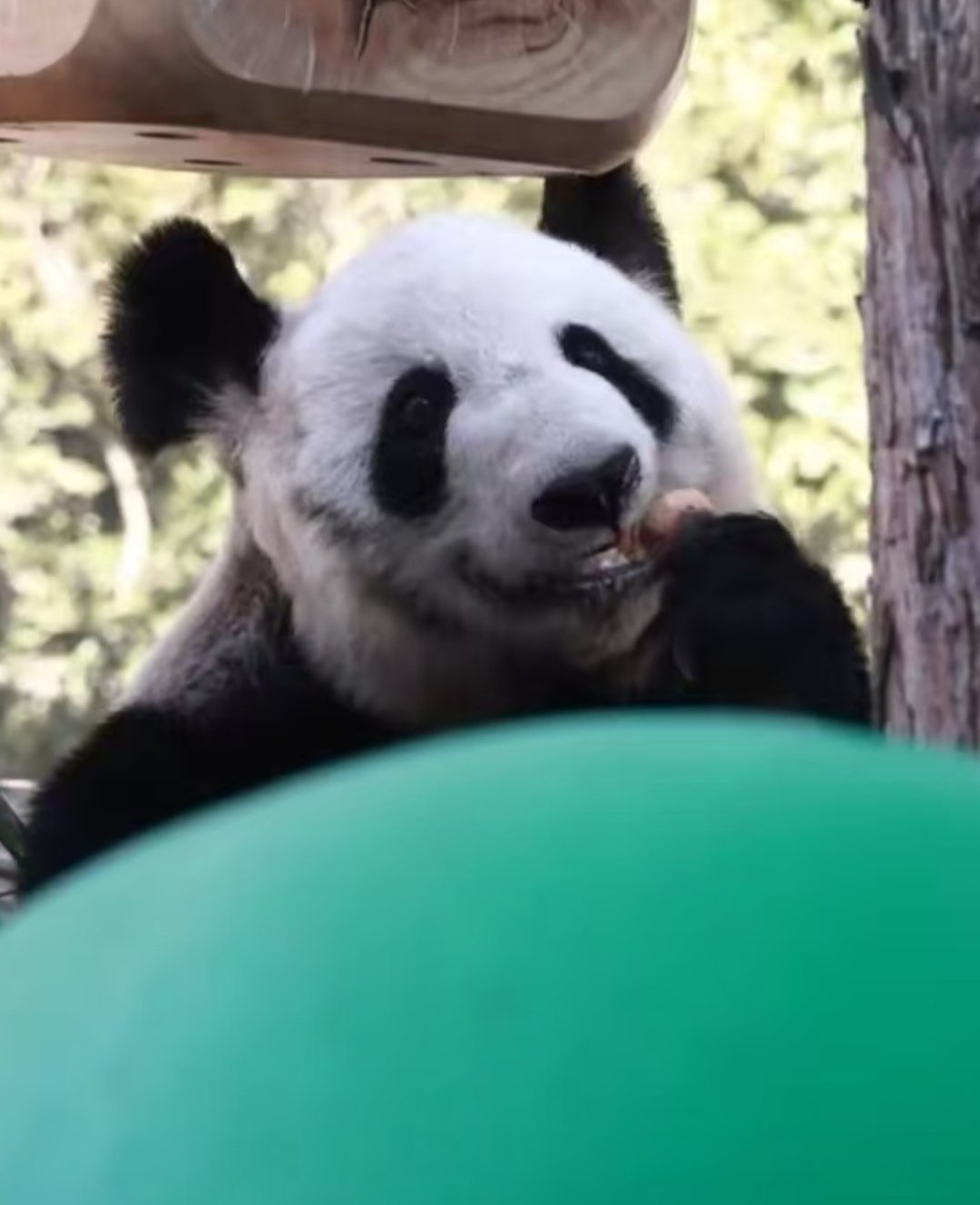 嘻嘻嘻[嘻嘻] 丫丫这小模样，可招人稀罕了[全力以赴][全力以赴][全力以赴]丫