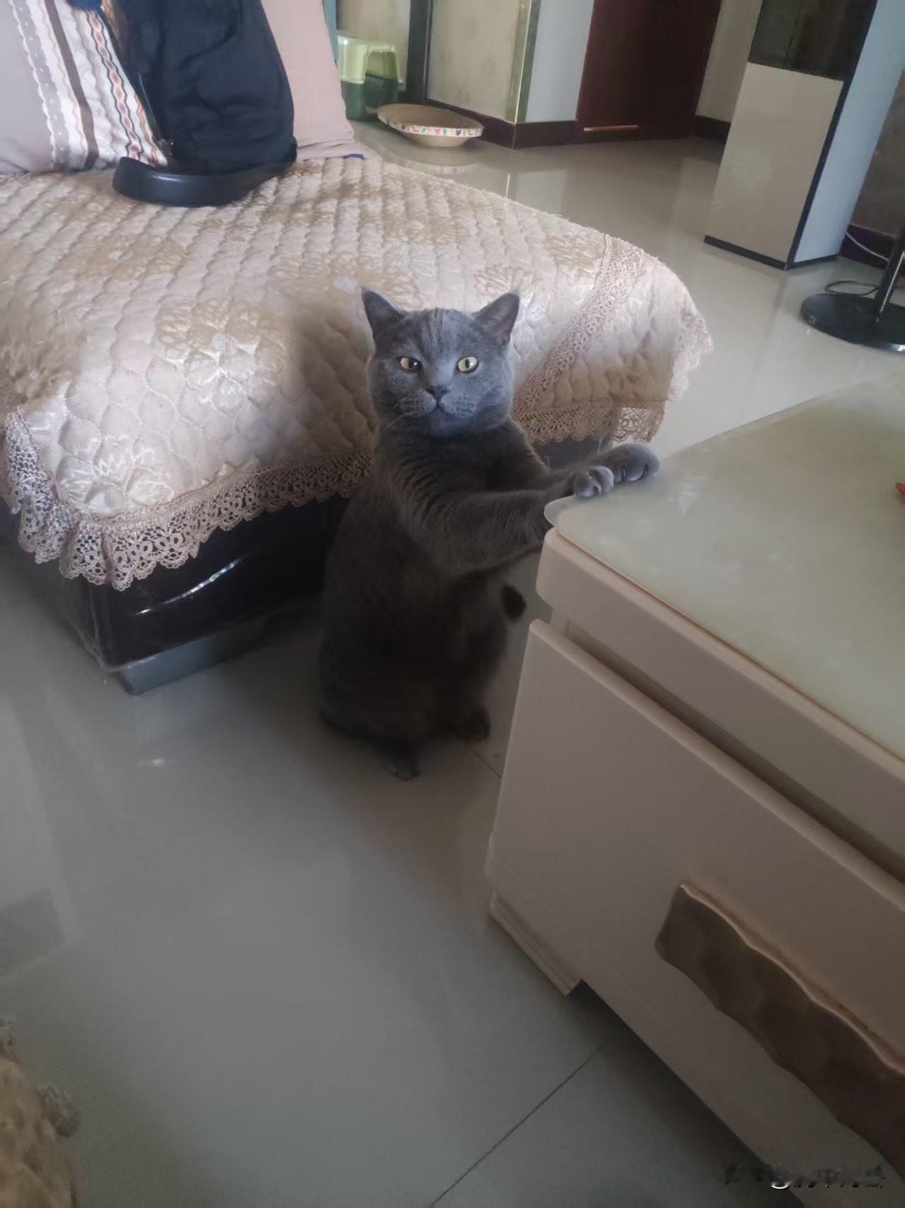 势利小猫——“咪贼”
  
       掐指算来，“咪贼”来家整三年了。三年前