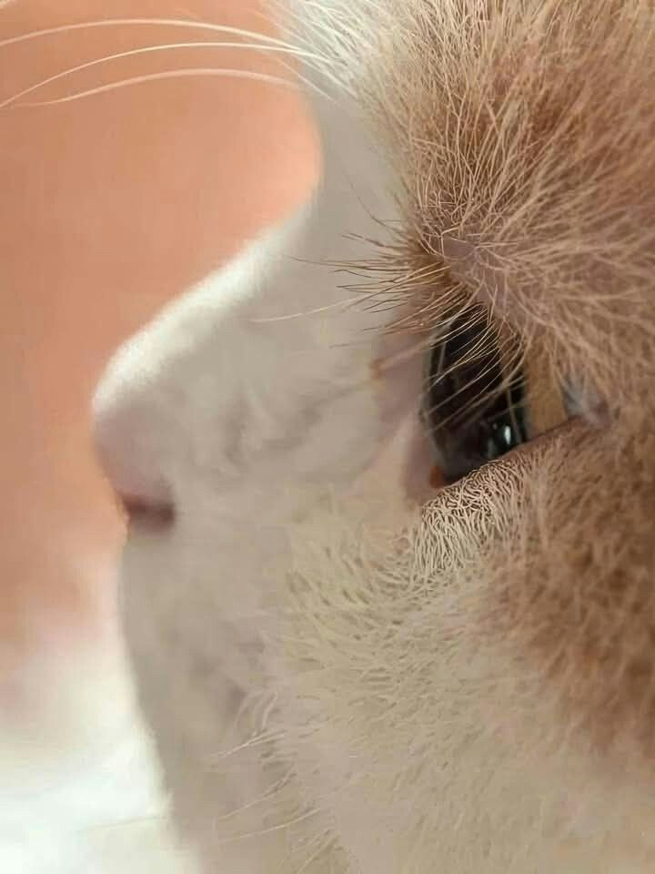 防止你没见过：猫咪的睫毛