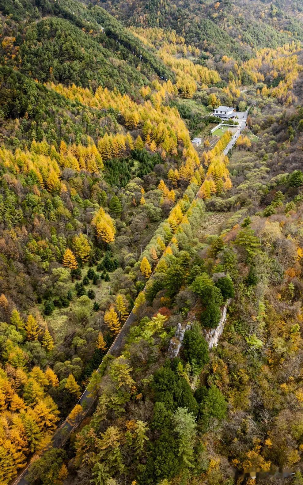 秦岭最美廊道上的紫柏山景区，迎来了它一年中最为绚烂的时刻。漫山遍野的秋色浓得化不