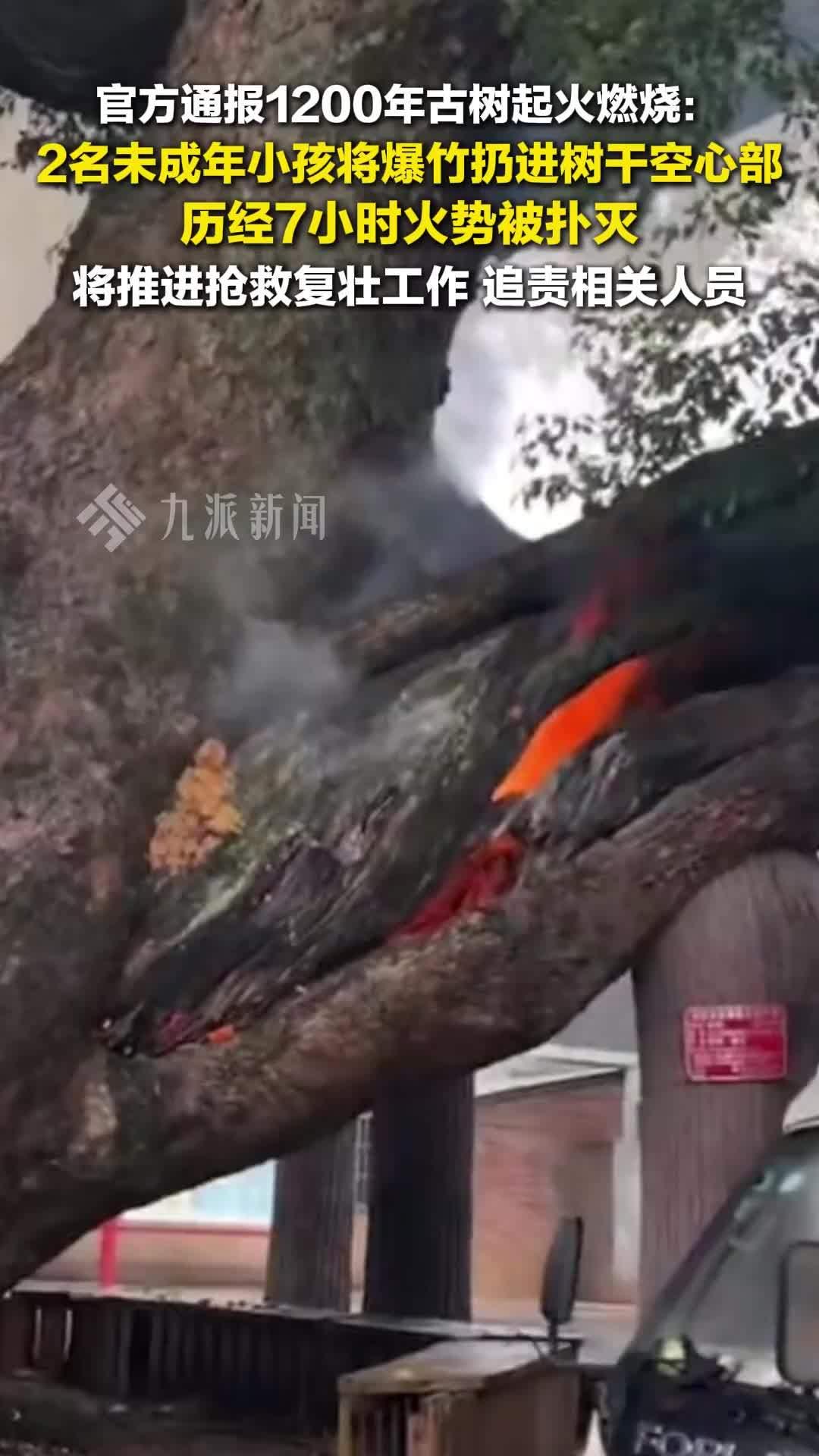 一棵屹立1200年的古树险些葬身火海，罪魁祸首竟是孩童随手丢弃的爆竹。
（个人观