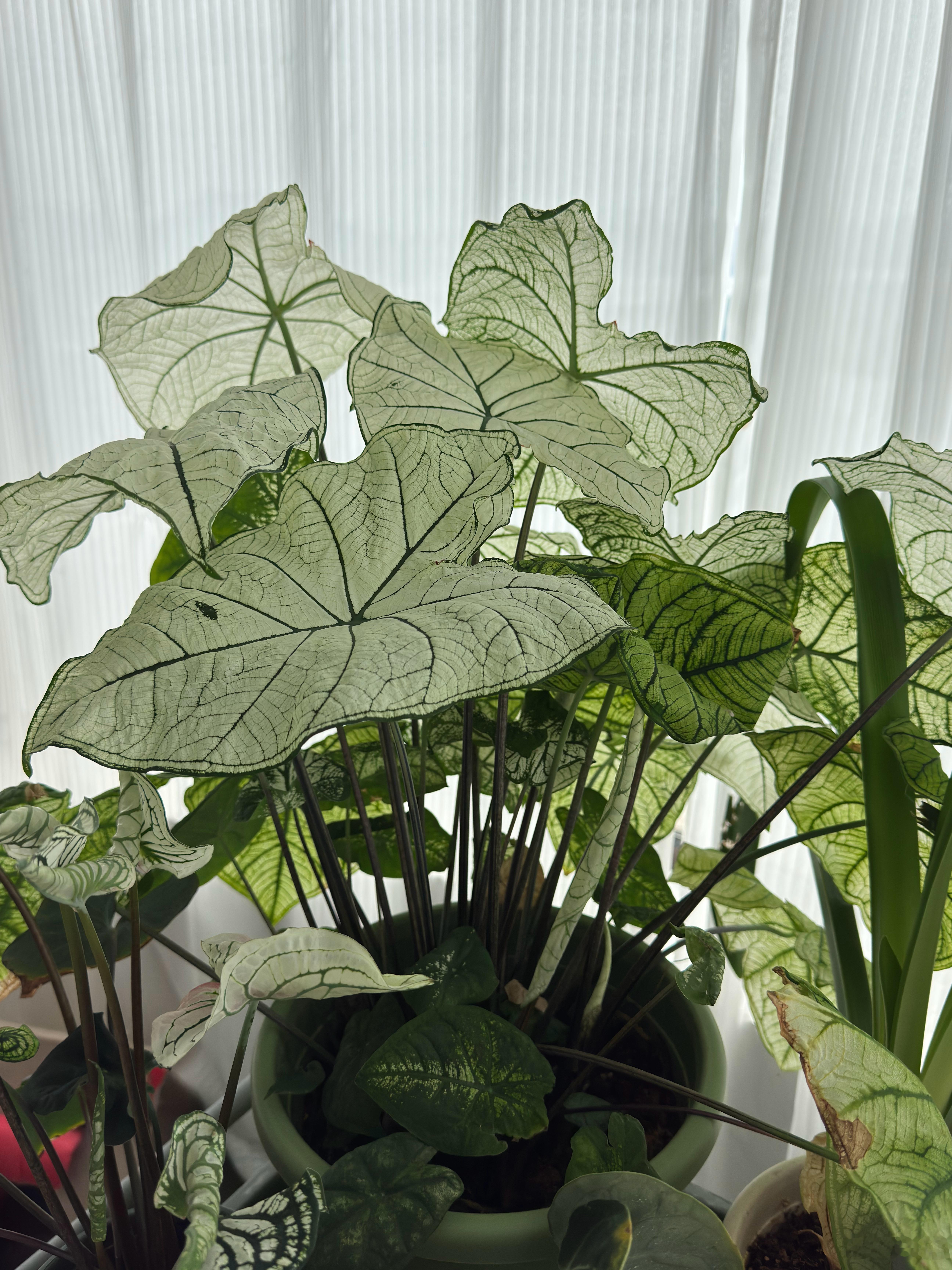 一个星期没回家，这盆白色恋人长得感觉比我都要高了🥲 