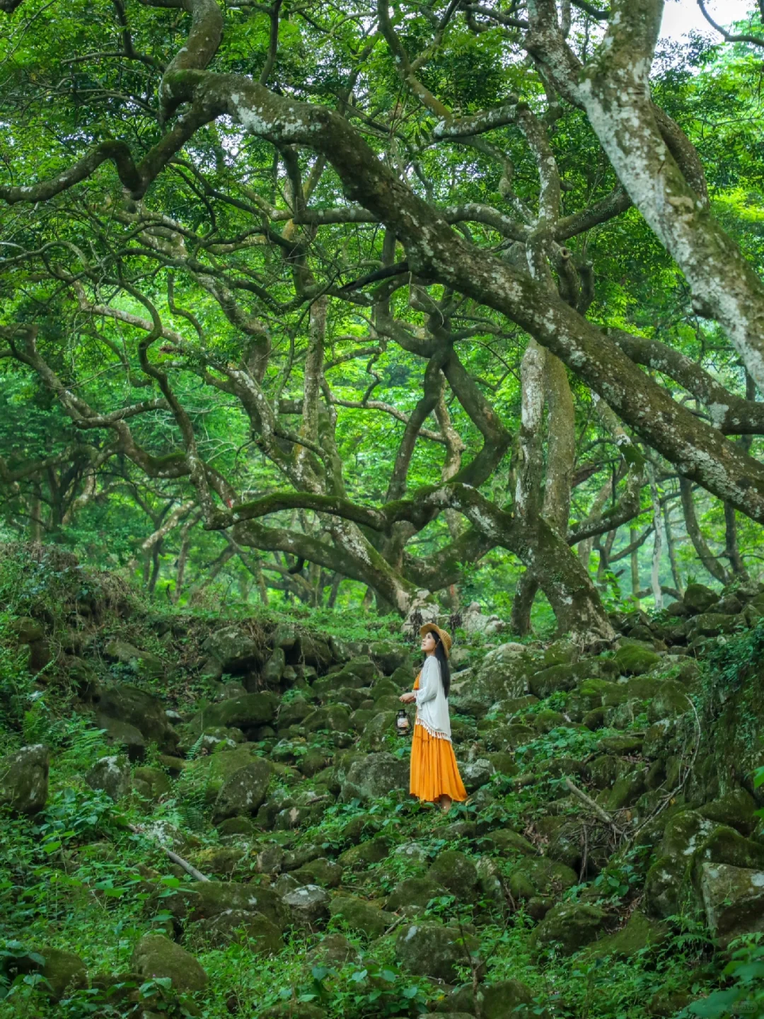 广州也有塞尔达森林🌲闯入现实版绿野仙踪！