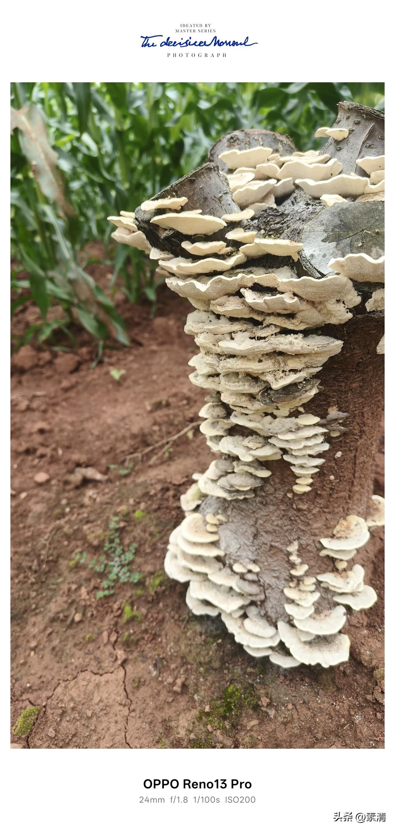 李子园里的意外发现，枯树桩上长出了“千层菌”。
 今天逛自家李子园，刚走到老枯李
