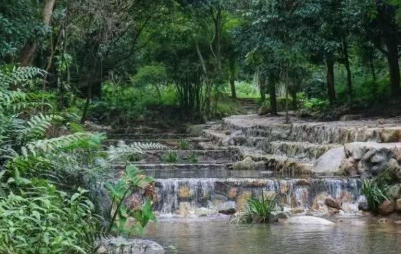 📍广州 
元旦吸氧首选！白水山森林公园，我的城市逃离计划满分答案🌿 
昨天刚