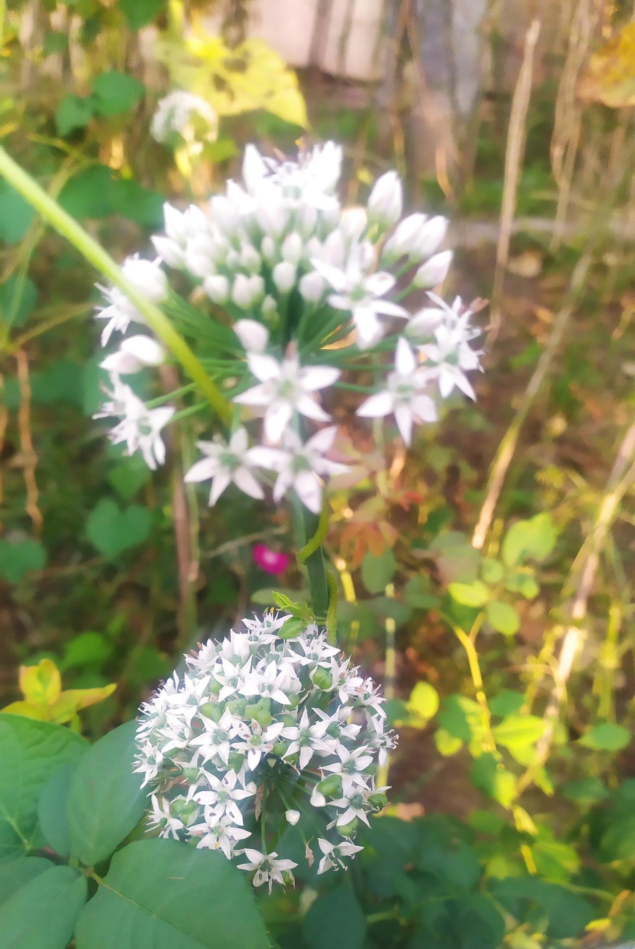 对联飞花令 韭花
出句:闭山修野辣(雪浪)