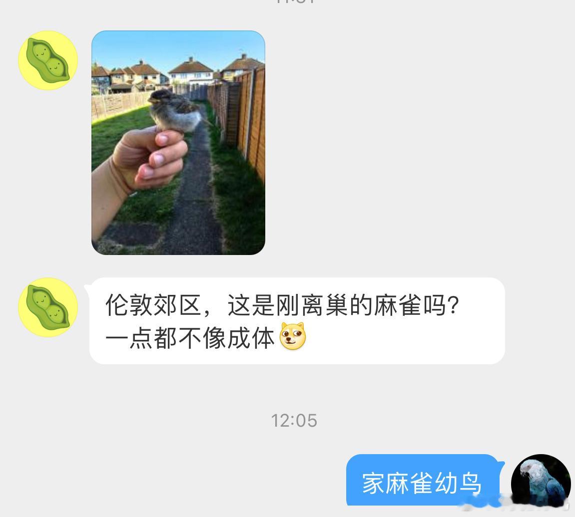 鸟粉投稿 刚会飞的【家麻雀】幼鸟鸟妈妈就在附近，别带走哦～ ​​​