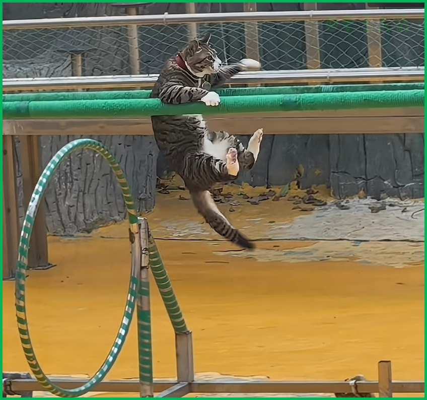 拒绝动物表演，但架不住动物硬要表演，真服了这个老6，现在工作真难找啊，抢别人饭碗