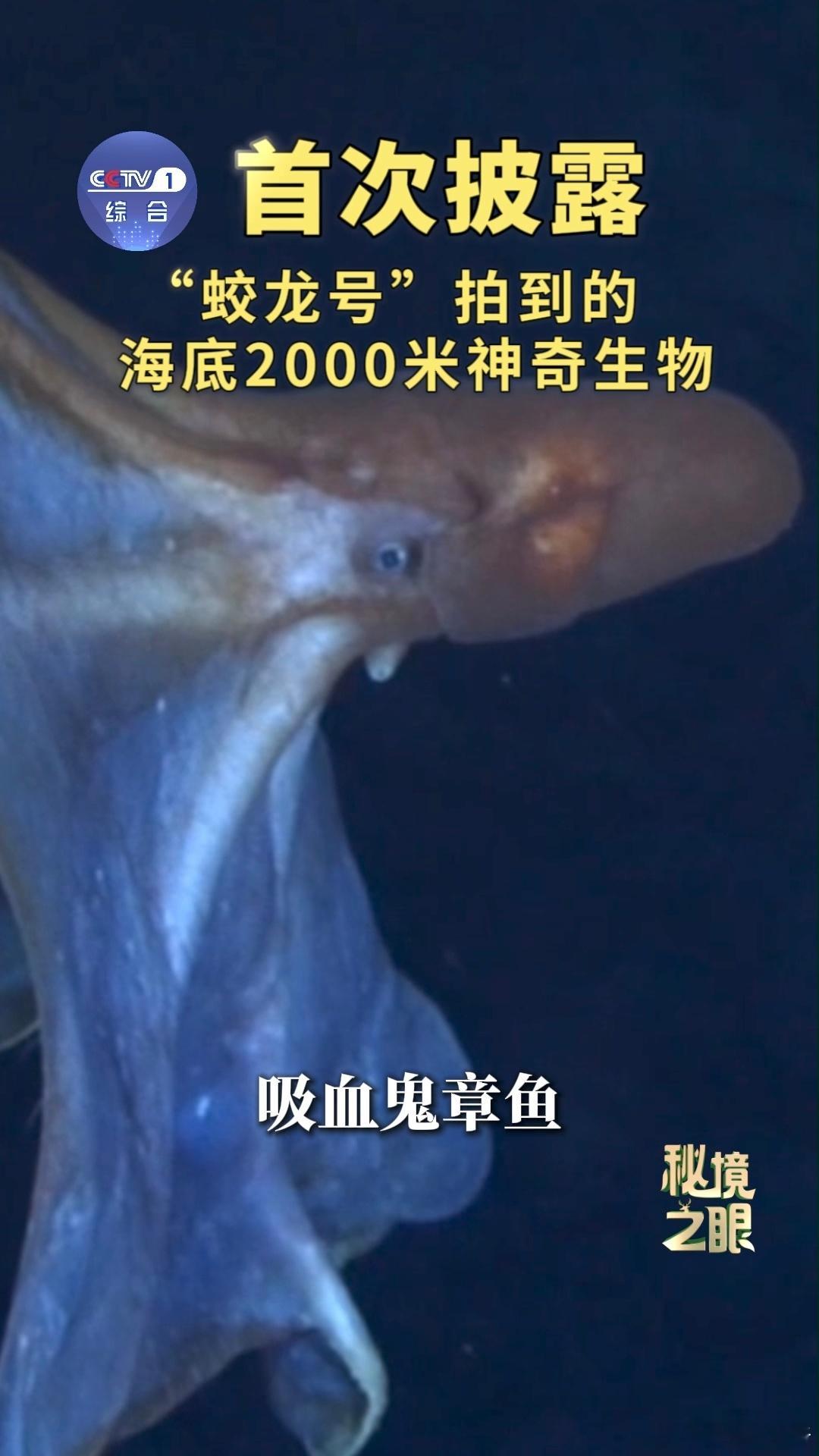 蛟龙号在海底2000米看到了啥 打破刻板印象！2000米深海根本不是死寂之地，而