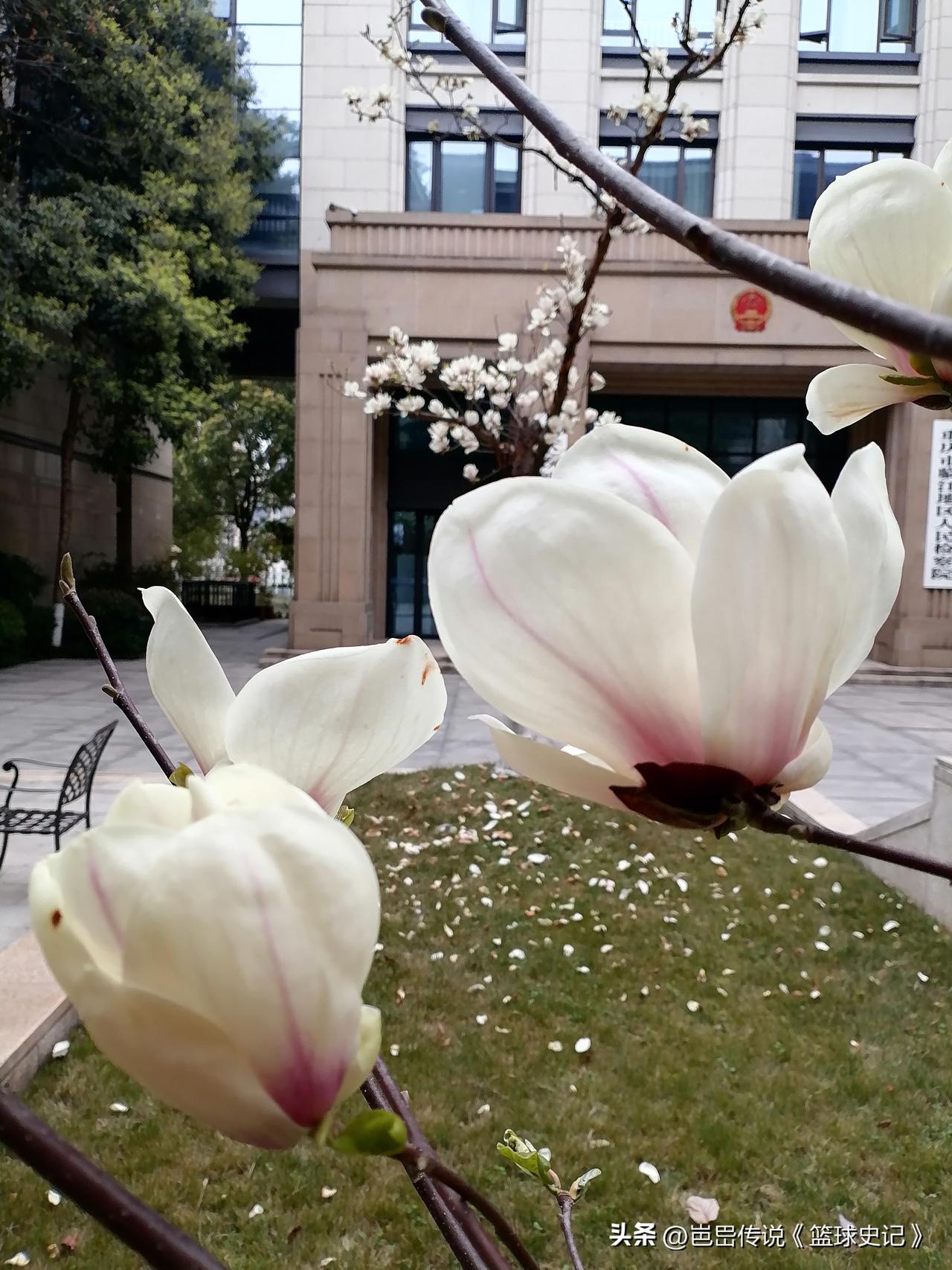 分享一张你相册里的花