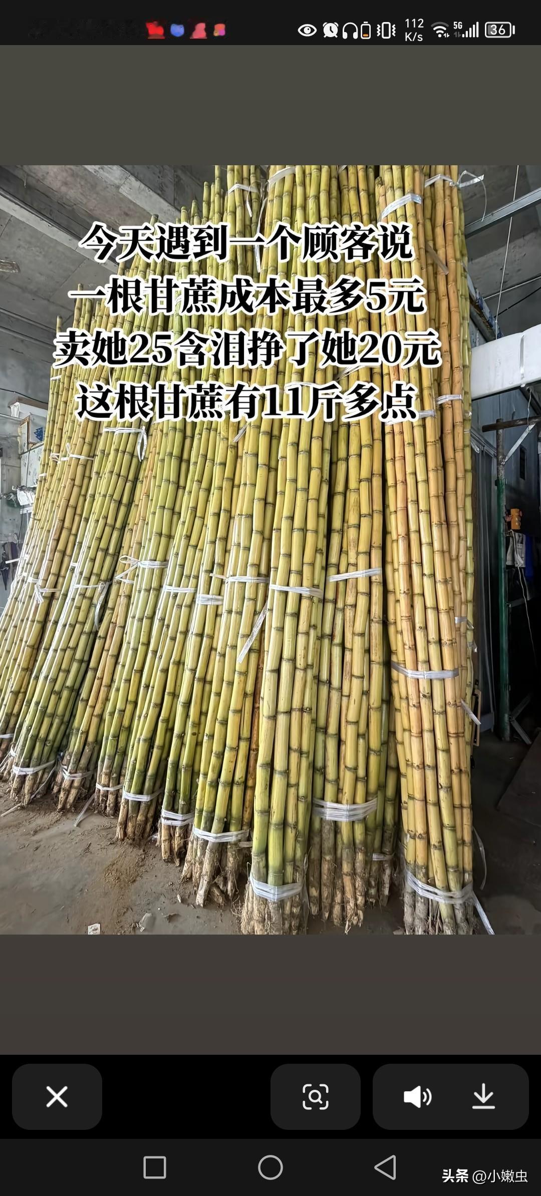 来广东才知道，原来甘蔗能长那么长。
跟我老家竹竿一个粗长，以前真的没见过。
昨天