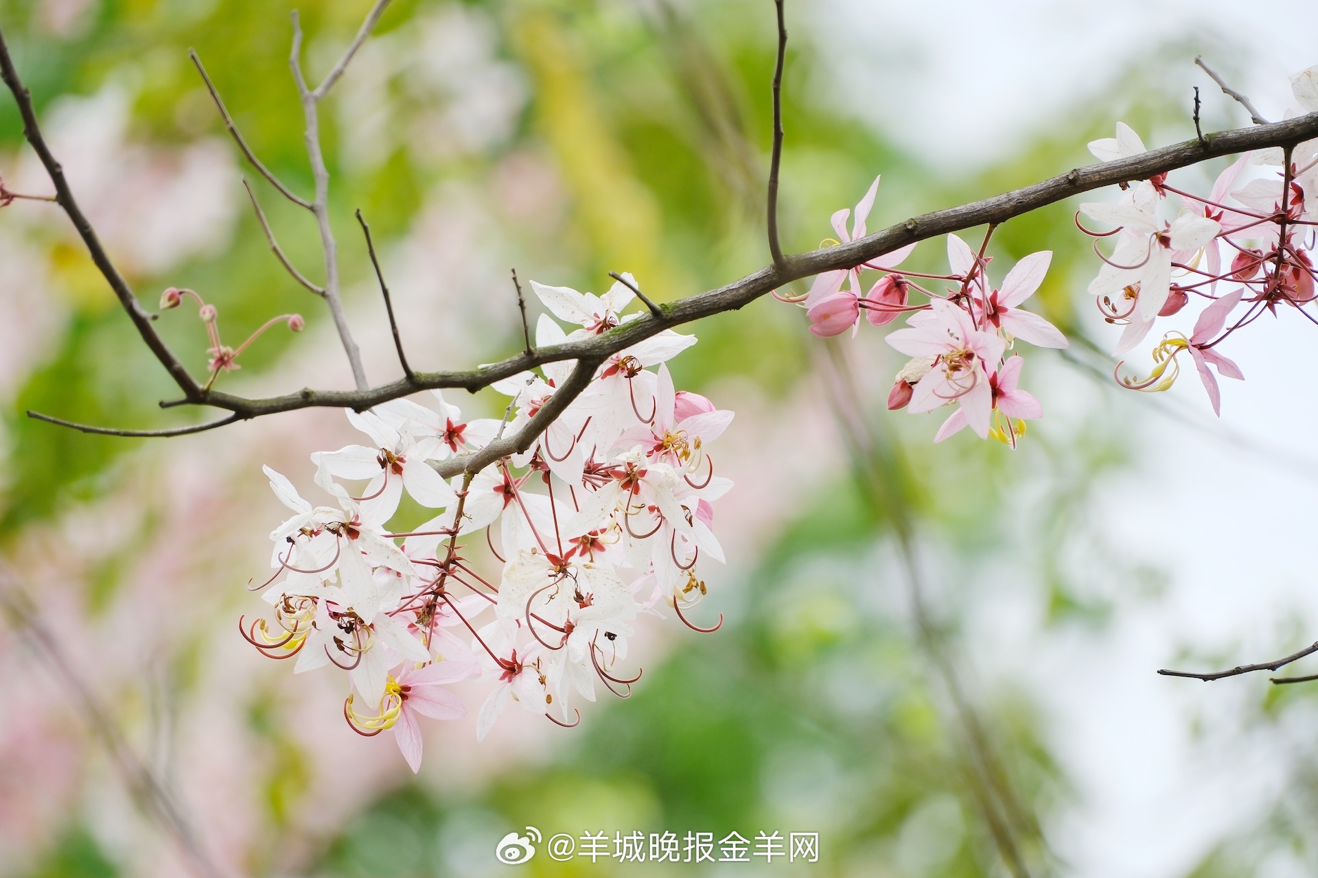 #晚安#只想不做，自然会出现千难万难。立刻行动，想要的生活才会奔你而来。 