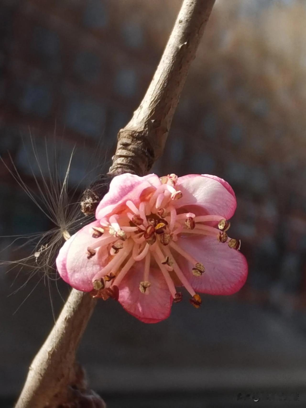 春花错香季
冬日绽娇颜
却遭寒风妒
芬芳难久鲜
2025年2月26日的北京
游走