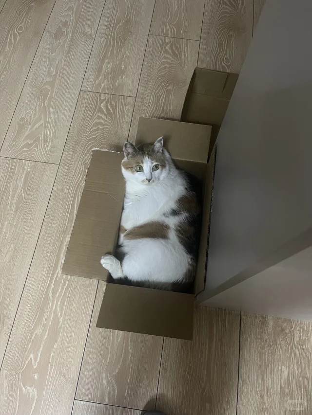 猫咪应激的有效处理方法